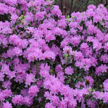 Rhododendron 'Purple Gem' (Rhododendron) - Purple Gem Rhododendron