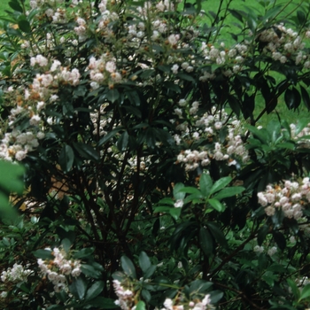 Kalmia latifolia 'Olympic Fire' - Olympic Fire Mountain Laurel