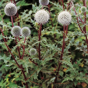 Echinops sphaerocephalus 'Arctic Glow' - Globe Thistle