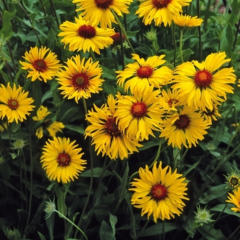 Gaillardia aristata 'Amber Wheels' - Amber Wheels Blanket Flower