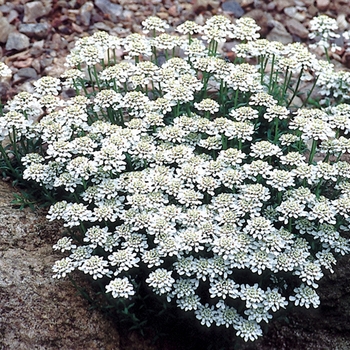 Iberis sempervirens 'Snow Cushion' - Snow Cushion Iberis