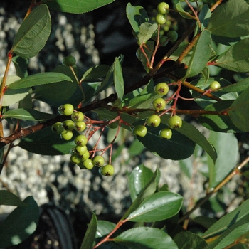 Aronia melanocarpa 'Autumn Magic' - Black Chokeberry