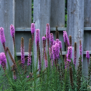 Liatris spicata ''Kobold'' - Blazing Star