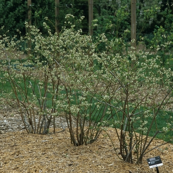 Vaccinium 'Bluecrop' - Bluecrop Northern Highbush Blueberry