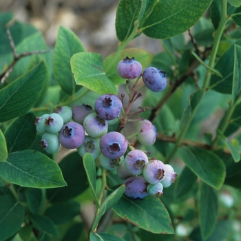 Vaccinium 'Elliott' - Elliott Northern Highbush Blueberry