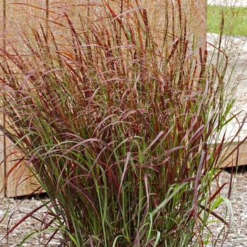 Panicum virgatum 'Hot Rod' - Red Switch Grass