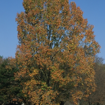 Acer rubrum 'Armstrong II' - Armstrong II Maple