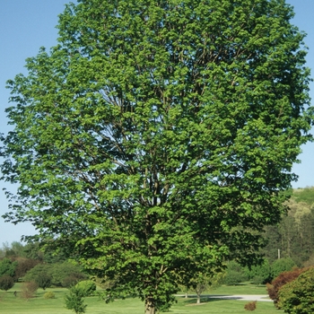 Acer saccharum 'Commemoration®' - Commemoration® Sugar Maple