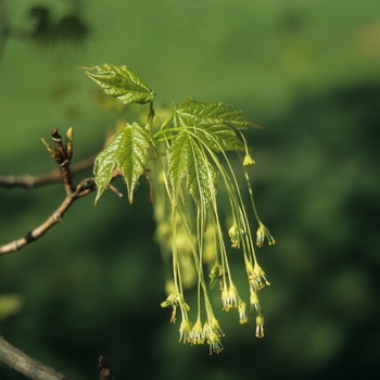 Acer saccharum 'Green Mountain' - Green Mountain Sugar Maple