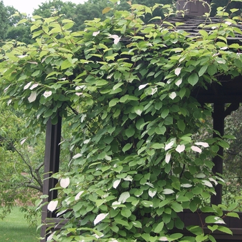 Actinidia kolomikta 'Arctic Beauty' - Ornamental Kiwi