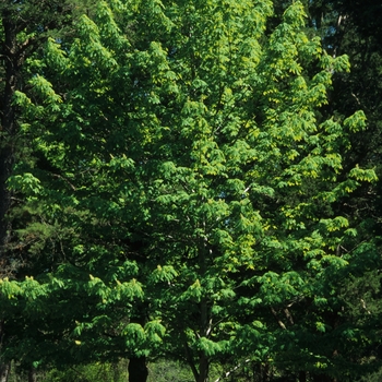 Aesculus flava (Yellow Buckeye) - Yellow Buckeye