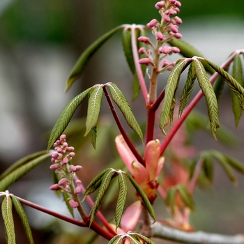 Aesculus pavia - Red Buckeye