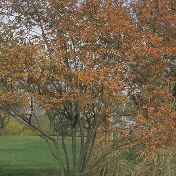 Amelanchier laevis - Allegheny Serviceberry