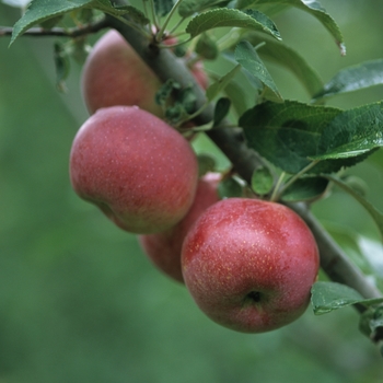 Malus domestica - Red Apple