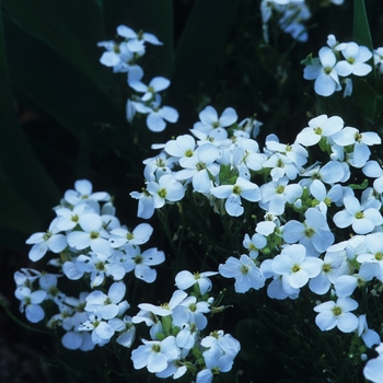 Arabis caucasica - Rock Cress