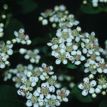 Aronia melanocarpa 'Elata' - Black Chokeberry