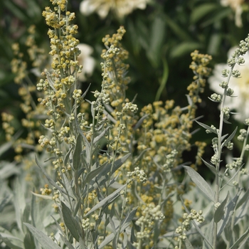 Artemisia ludoviciana 'Valerie Finnis' - Louisiana Artemisia
