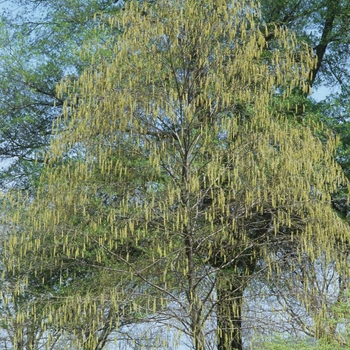 Betula lenta - Sweet Birch