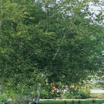 Betula populifolia 'Whitespire' - Whitespire Birch