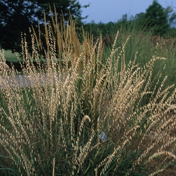 Bouteloua curtipendula - Side oats gramma