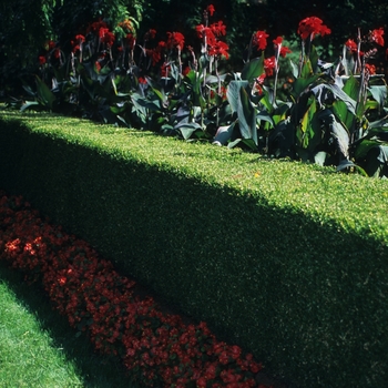 Buxus microphylla var. koreana - Korean Boxwood