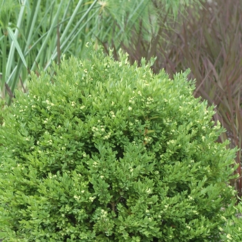 Buxus x 'Glencoe' - Chicagoland Green® Boxwood