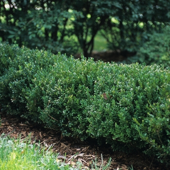 Buxus x 'Wilson' - Northern Charm™ Boxwood