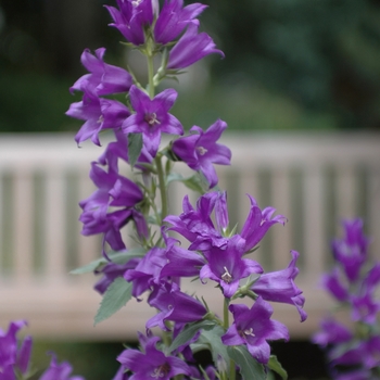 Campanula macrantha - Macrantha Bellflower