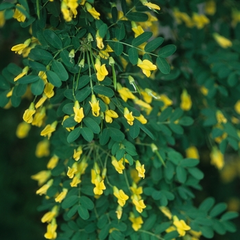 Caragana arborescens 'Pendula' - Weeping peashrub