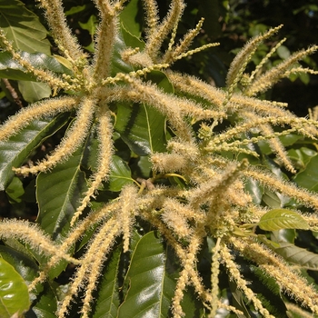 Castanea mollissima - Chinese Chestnut