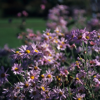 Chrysanthemum x rubellum - 'Clara Curtis' Clara Curtis Mum