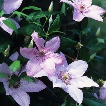 Clematis 'Hagley Hybrid ('Pink Chiffon')' - Hagley Hybrid Clematis