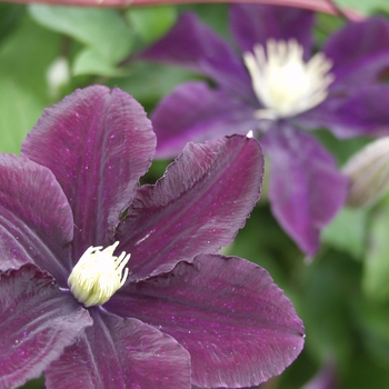 Clematis 'Warsaw Nike' - Warsaw Nike Clematis