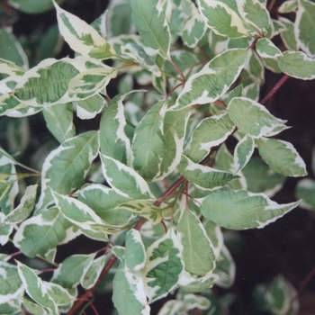 Cornus alba 'Argenteo-marginata' - Variegated tartarian dogwood