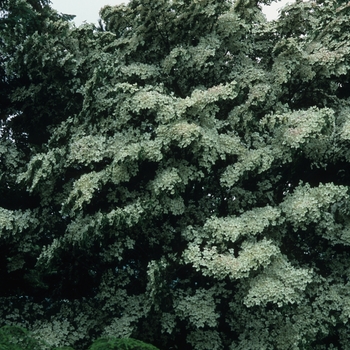 Cornus kousa chinensis - Chinese Flowering Dogwood