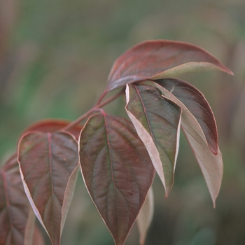 Cornus racemosa 'Hurzam' - Huron® Gray Dogwood