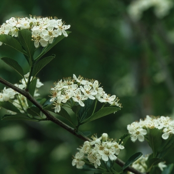 Crataegus crusgalli var. inermis - Thornless Hawthorn