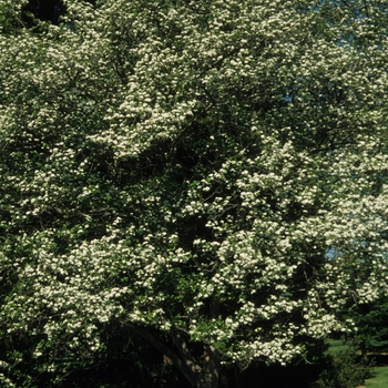 Crataegus viridis 'Winter King' - Winter King Hawthorn