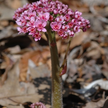 Darmera peltata - Umbrella Plant