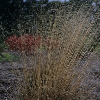 Deschampsia caespitosa 'Schottland' - Scotland Tufted Hair Grass