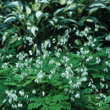 Dicentra eximia - White Snowdrift Bleeding Heart