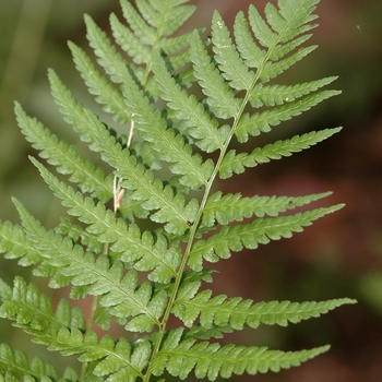 Dryopteris cristata - Crested Wood Fern