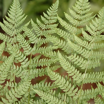 Dryopteris spinulosa - Toothed Wood Fern