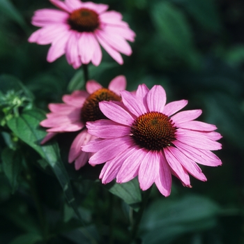 Echinacea purpurea 'Bravado' - Bravado Purple Coneflower