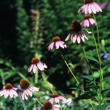 Echinacea purpurea 'Bright Star' - Bright Star Purple Coneflower