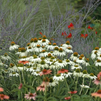 Echinacea purpurea 'White Swan' - White Swan Coneflower