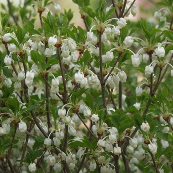 Enkianthus perulatus - White Enkianthus