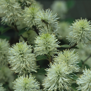 Fothergilla gardenii 'Blue Mist' - Blue Mist Dwarf Fothergilla