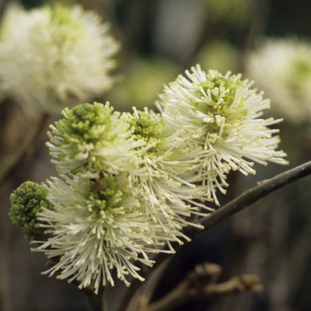 Fothergilla major 'Mount Airy' - Mount Airy Fothergilla