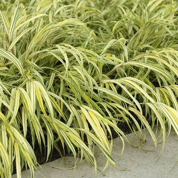 Hakonechloa macra 'Aureola' - Hakon grass